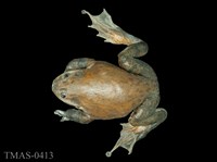 美國牛蛙藏品圖，第2張
